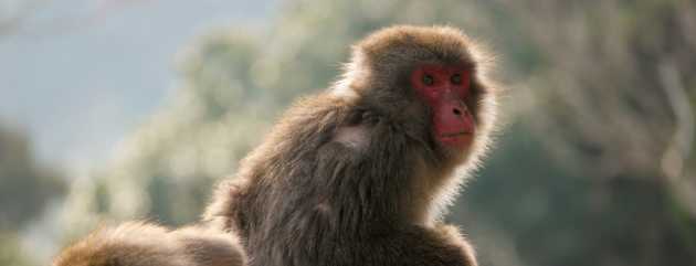 Makak Japan